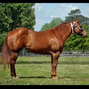 Meet your Posher, Jesse